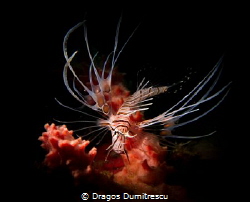 Juvenile Clearfin Lionfish dwelling in its little sponge ... by Dragos Dumitrescu 